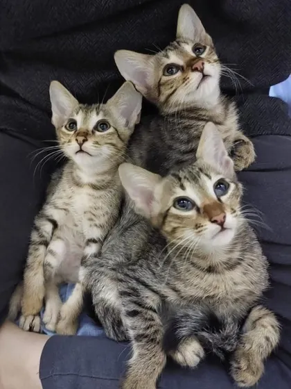 Just look at this adorable trio of rescued kittens. They are dewormed, litter-trained, and full of life. We often have siblings and bonded pairs who would love to be adopted together into a warm, safe home.