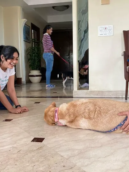A candid shot of a training session in progress. Real-life settings help dogs and owners practice their skills effectively.