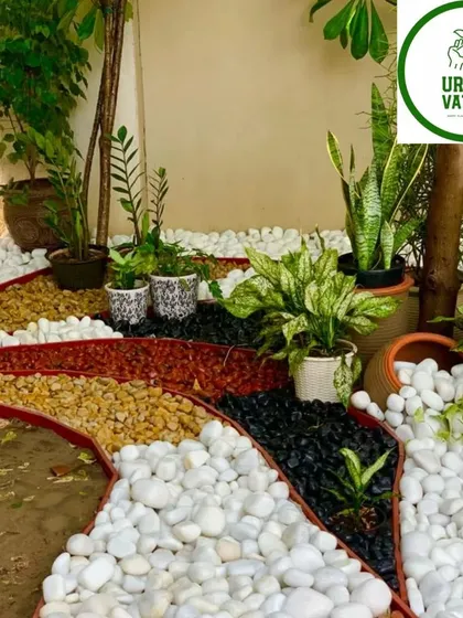 I don't just sell plants; I create complete garden setups. Here is a small space transformed with a mix of plants and decorative pebbles for a clean, modern look.