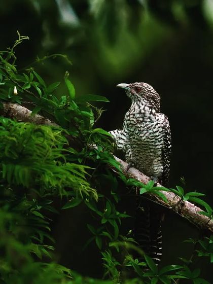 A female Asian Koel, with her spotted and barred plumage, hides amongst the leaves. This portrait showcases her effective camouflage.