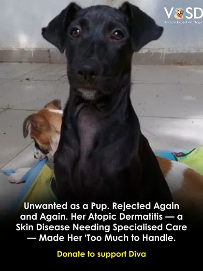 Unwanted as a pup and rejected again and again. Diva's atopic dermatitis, a skin disease needing specialized care, made her 'too much to handle' for others. Here, she gets the treatment she needs.