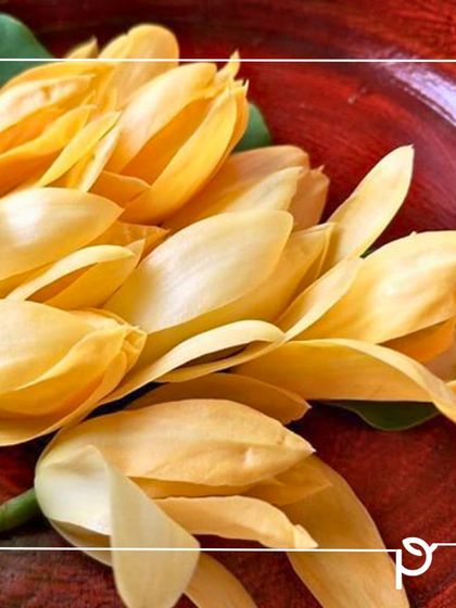 Our Native Plant Showcase photo 5