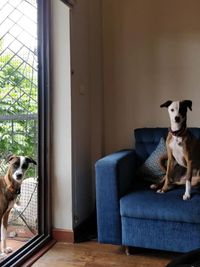 Dog Boarding