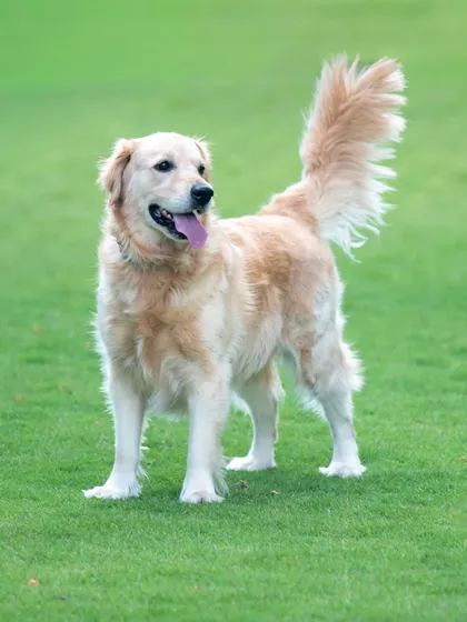 A beautiful Golden Retriever standing proud against the lush green grass of a Bengaluru park. This kind of outdoor pet portrait highlights the happy, majestic nature of our furry friends in natural light.