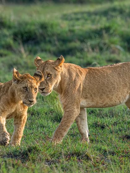 A lioness leans in to lovingly nuzzle her cub, and both lock eyes with the camera. This is a rare and powerful moment of connection, set against the fresh green grass of the savanna.