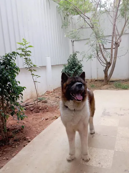 This is the happy face of Mr. Wolf, a majestic Akita, feeling right at home with us. Earning the trust of powerful and intelligent breeds like his is something we are incredibly proud of.