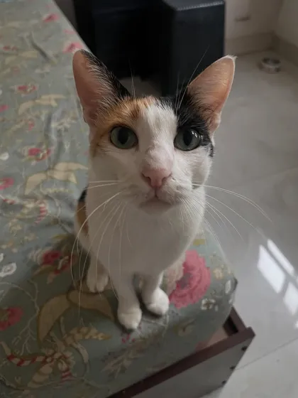 The beautiful Dora looking right into the camera. She has the most expressive eyes!