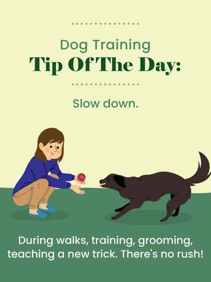 Furry Story - Pet Sitter & Home Boarder Training My Approach to Training photo 3