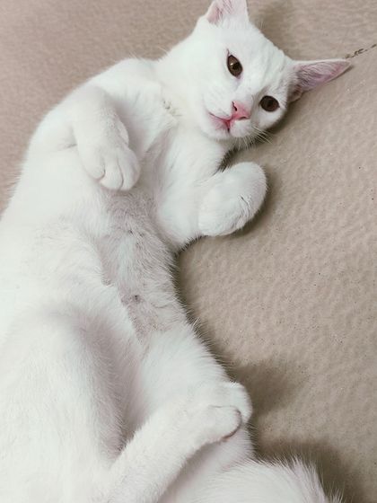 Sammy's Nest - Home Boarding for Small Pets Happy Cats: Our Boarding Guests photo 26