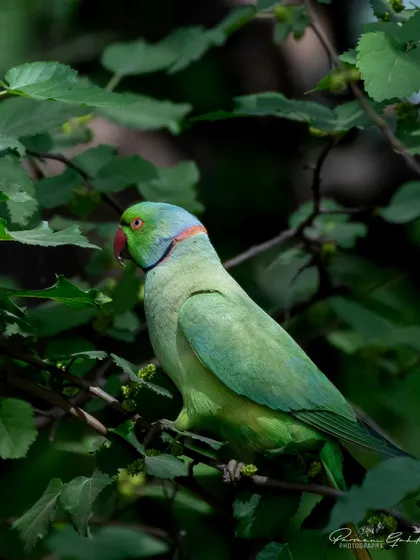 A Rose-ringed Parakeet nestled among green leaves.