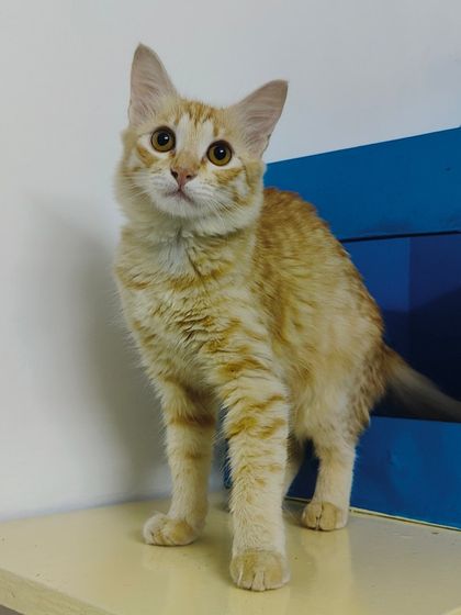 Sammy's Nest - Home Boarding for Small Pets Happy Cats: Our Boarding Guests photo 19