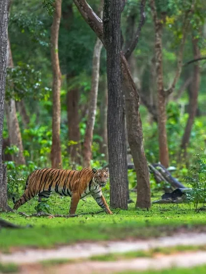 A beautiful environmental shot of a Russel line tiger moving through the forest. Composing images that place the animal within its habitat helps tell a more complete story of its life.