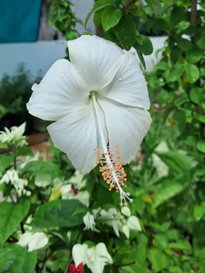 Bhardwaj - Urban Gardening Consultation A Riot of Colorful Flowers photo 22