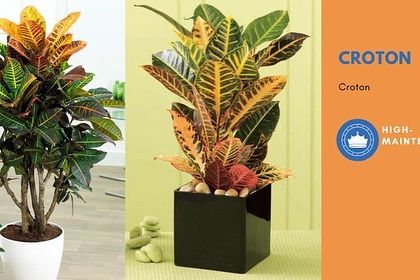 Honest Plant Advice photo 8