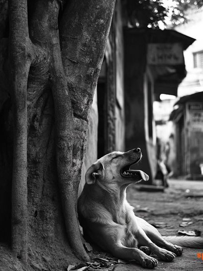 A black and white portrait of Bhola, capturing the timeless nature of his life on the streets of Kolkata. His story represents the thousands of community dogs who are an integral part of our cities.