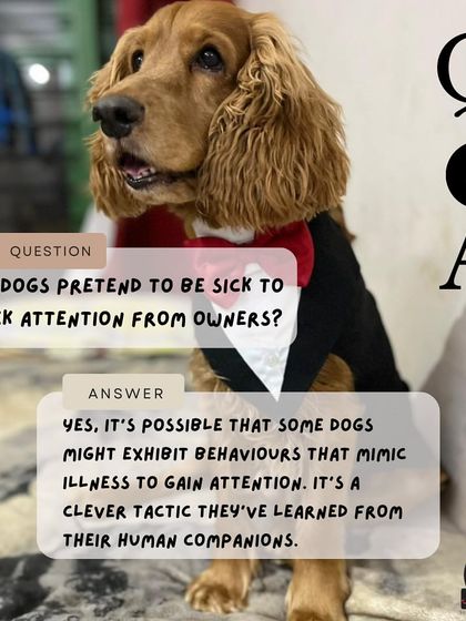 Anvis - Pet Relocation Pet Care & Boarding photo 7