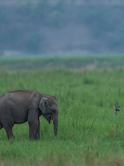 A tiny elephant calf in the vast green grasslands of Dhikala. The wide composition emphasizes its small size and the scale of its world.