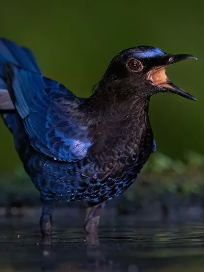 A Malabar Whistling Thrush bathing, its beak open as it calls out. This action shot captures a private moment of the bird's daily routine.