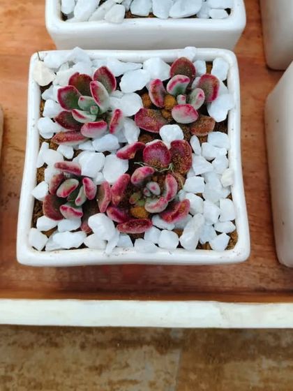 This beautiful Echeveria with its red-tipped leaves is a stunning and resilient gift. Potted in a white ceramic cube, it's a small piece of living art.