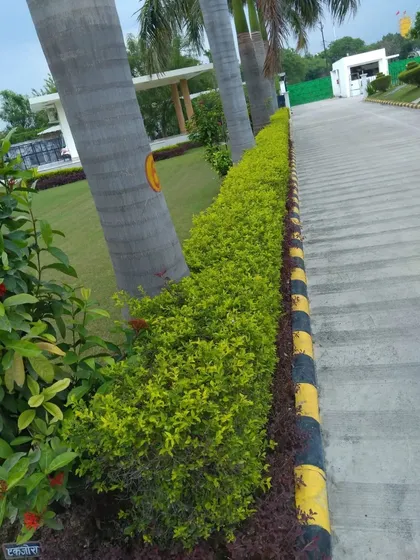 A close-up of the perfectly trimmed hedges and healthy ixora flowering plants along a driveway. This highlights our attention to detail in maintaining clean lines and vibrant plant health in our projects.