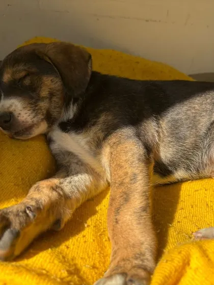 Peacefully sleeping, this little boy feels safe and sound. We ensure all our rescued pups get the medical attention and nutrition they need to thrive.