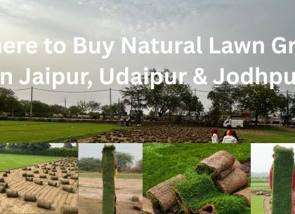 Looking for natural lawn grass in Jaipur, Udaipur, or Jodhpur? I am a leading supplier in Rajasthan, providing fresh turf rolls for all needs.