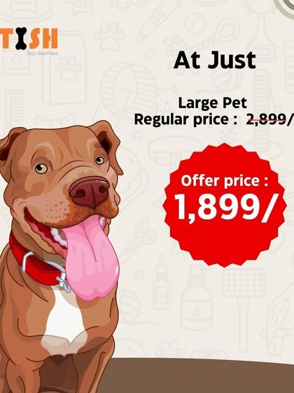 Petish Grooming - Mobile Grooming for Dogs & Cats Special Offers & Festive Deals photo 20