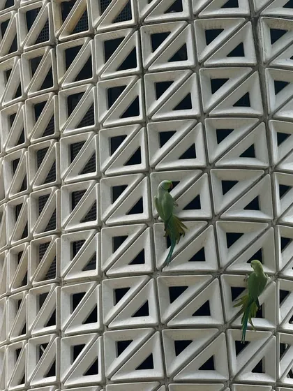A critical design constraint for VERTO was its integration with local ecosystems. This image of parrots interacting with the tower demonstrates our success in creating a functional product that coexists harmoniously with urban wildlife, a core tenet of our 'Symbiosis' philosophy.