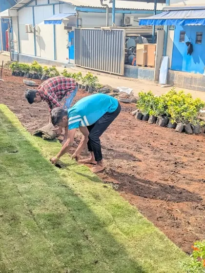 The new lawn begins to take shape as our team continues to lay down fresh turf.