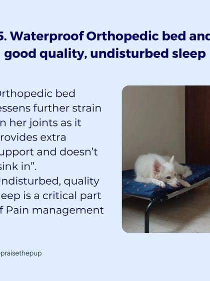 Quality sleep is vital for a dog's health, especially for seniors. I provide orthopedic beds that support their joints and ensure they get the undisturbed, restorative rest they need.