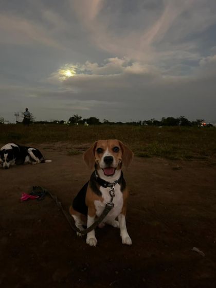 A happy beagle enjoying a moment of rest under the evening sky during an outdoor adventure. These hikes aren't just about exercise; they are about creating positive, calming experiences in new environments.