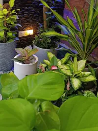 Residential Garden & Landscape Design
