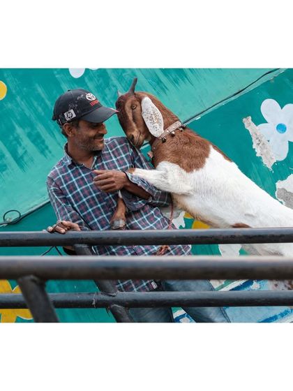 A heartwarming, candid moment between a man and his goat at a market. The goat stands on its hind legs to affectionately nudge the man, showcasing a simple, beautiful connection.
