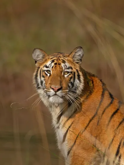 A portrait of a young tiger in the golden light of late afternoon. The soft background of tall grass makes its vibrant orange coat and sharp stripes stand out.
