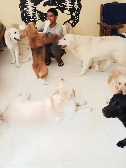 The Beagle is trying to get our staff's attention while others wait patiently.