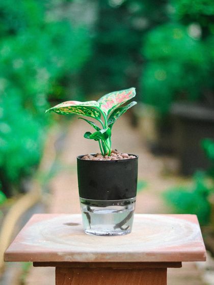 The sleek black self-watering planter offers a modern, minimalist option. It provides a striking contrast for the light green and pink leaves of the Aglaonema plant it holds.
