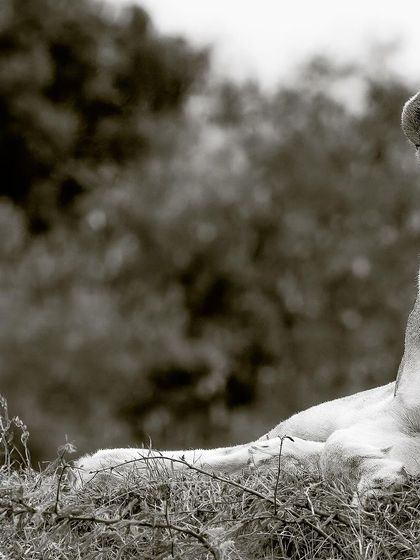 A modern, minimalist take on a classic wildlife portrait. Her gaze is the undeniable focal point.