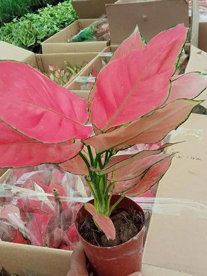 Our Nursery & Plant Collection photo 17