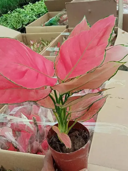 We have a wide selection of colorful Aglaonema varieties available for office and home installations.