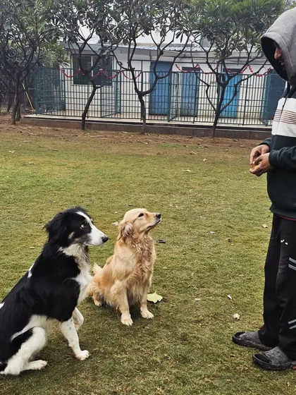 A key part of my training philosophy is teaching calm focus, even in a group. Here, I'm working with a Border Collie and a Golden Retriever, guiding them to wait patiently for their reward. This kind of impulse control training is fundamental for a well-behaved and balanced dog.