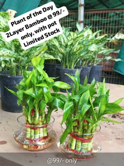 We have something for every budget and belief. This popular 2-layer Lucky Bamboo in a glass pot is a perfect example of an affordable Feng Shui plant, ideal for bringing good fortune to your desk or as a thoughtful gift.