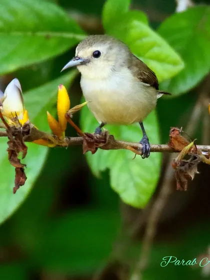 The Nilgiri Flowerpecker, another tiny species, forages among the flowers. These birds are important pollinators and dispersers of mistletoe seeds in the forests of the Western Ghats.