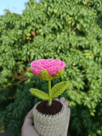 A single potted pink rose, showing the intricate layers of petals.