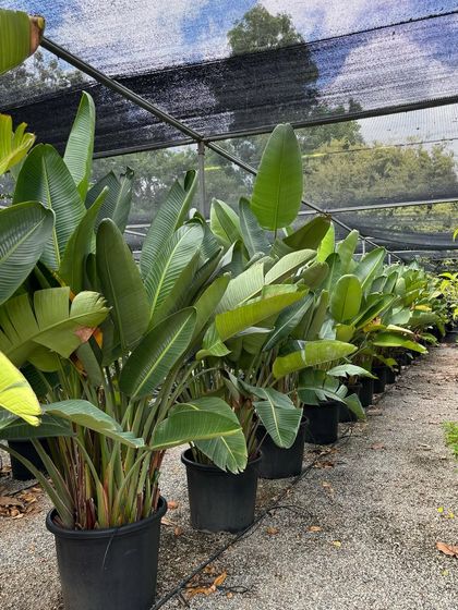 Our Plant Collection photo 33