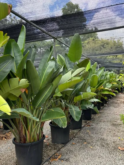 A row of majestic Bird of Paradise plants (Strelitzia nicolai) at our nursery. These large, dramatic plants are perfect for creating a bold statement in any landscape.