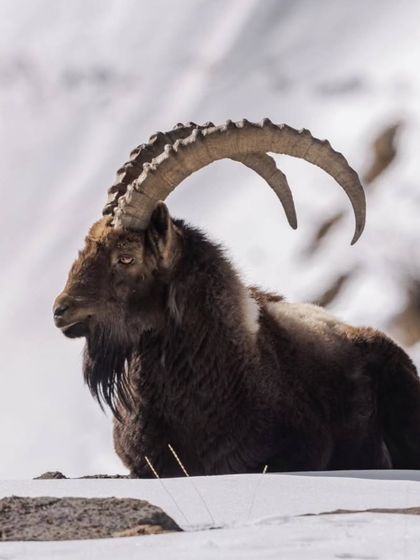 An Ibex in the snow, photographed by my guest Yashasvi. As a mother, she shows that passion for wildlife photography can be pursued alongside family life.