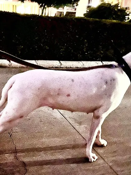 I don’t shy away from difficult cases. This is Daisy, a Dogo Argentino who came to me for behavior modification due to reactivity and a bite history. I have the experience to handle dominant breeds and create positive change.