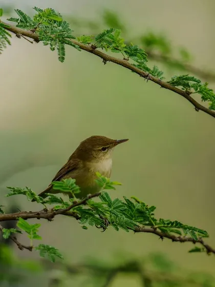 A duplicate of the perched warbler, a serene and beautiful image.