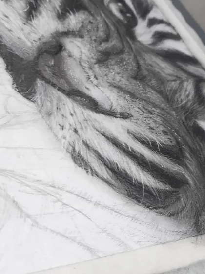 A close-up of the tiger charcoal sketch in progress.