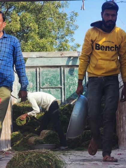 Delhi Gardner - Wholesale Plant & Turf Supply Natural Grass Turf: From Our Farm to Your Project photo 91